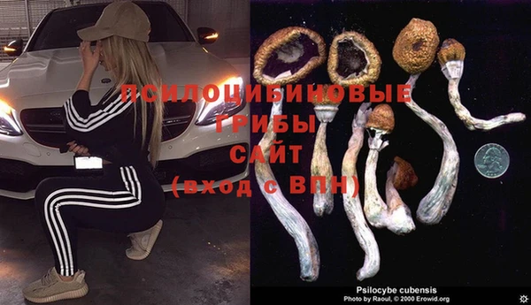 хмурый Белокуриха